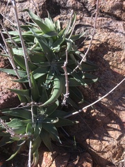 Dudleya saxosa collomiae