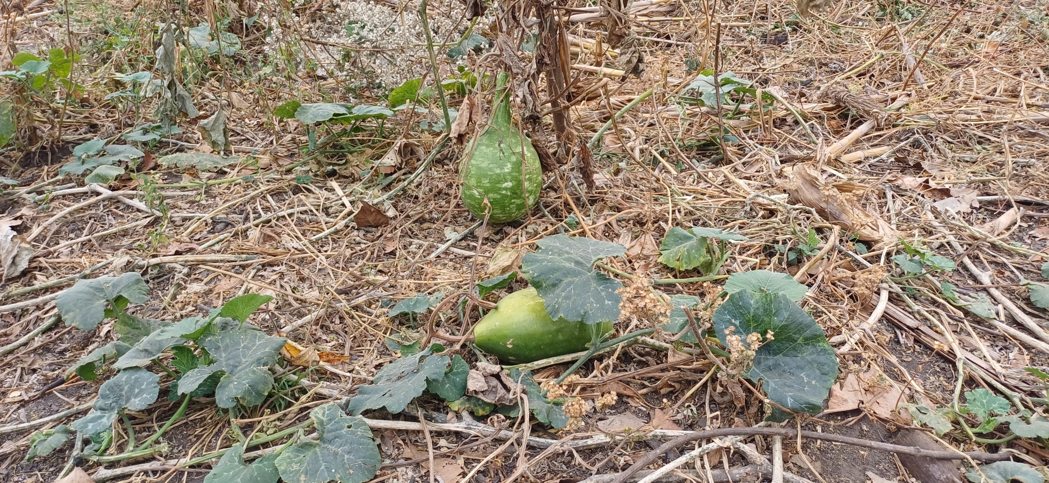 Photo by Anne Laudisoit via iNaturalist (Copyright Anne Laudisoit)