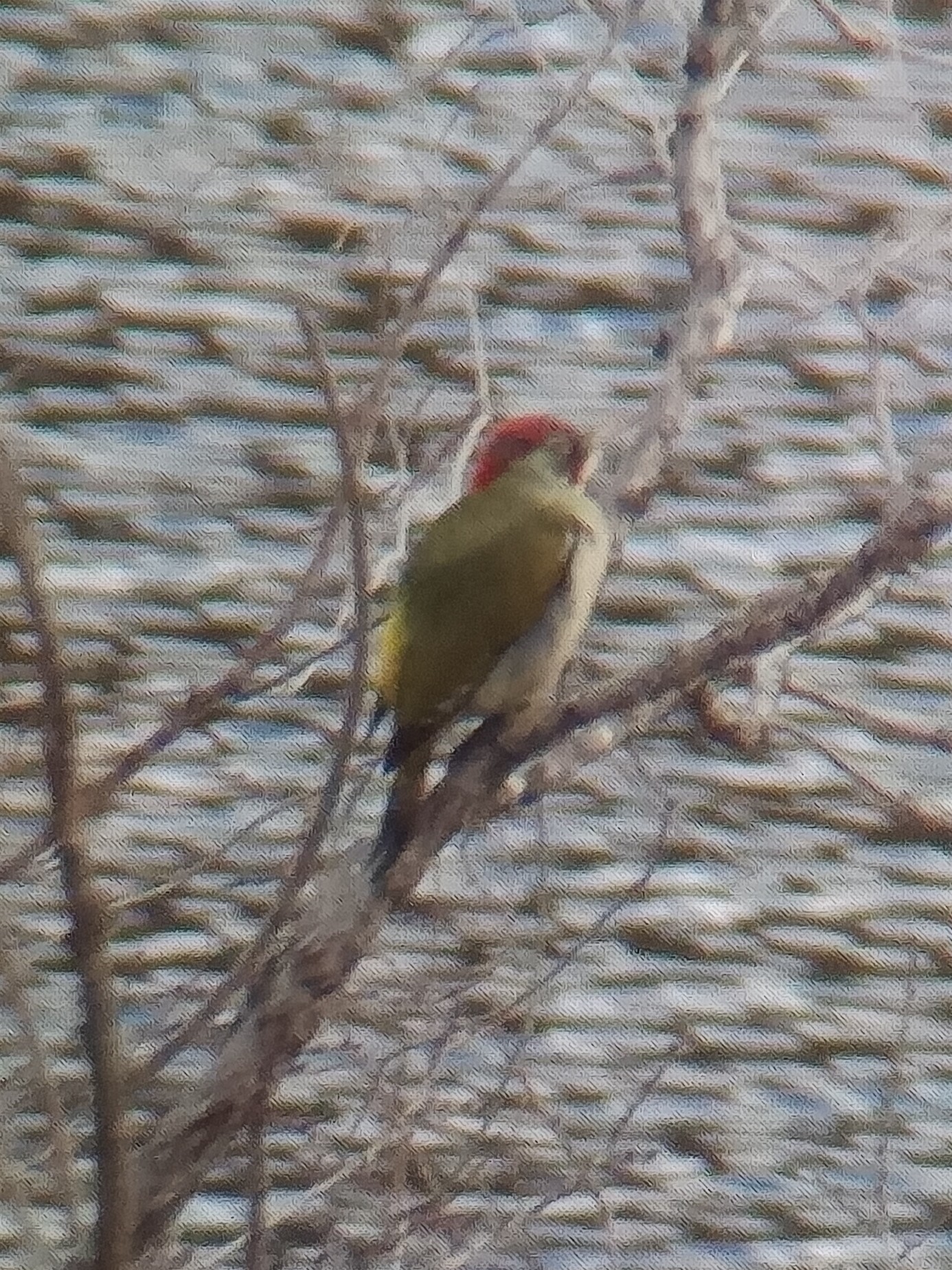 Iberian Green Woodpecker (Picus sharpei), photo 8