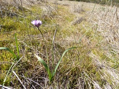 Dipterostemon capitatus
