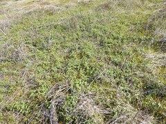 Calystegia macrostegia