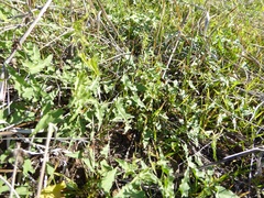 Calystegia macrostegia