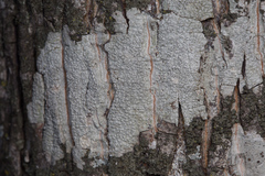 Pertusaria pustulata