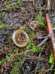 Pseudoplectania vogesiaca