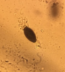 Podospora decipiens
