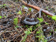 Pseudoplectania vogesiaca