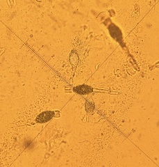 Podospora decipiens