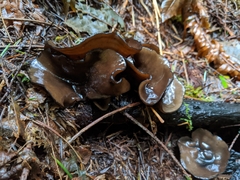 Pseudoplectania vogesiaca