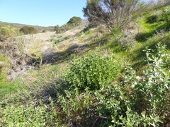 Encelia californica