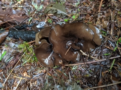 Pseudoplectania vogesiaca