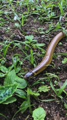 Raddi's Lizard-eating Snake