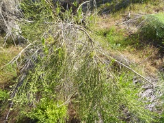 Baccharis pilularis