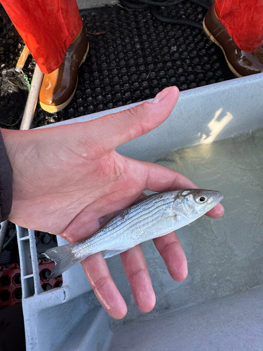 Striped bass (Morone saxatilis) — Moronidae — 5