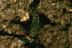 Isotomurus palustris
