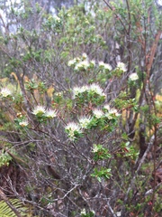 Metrosideros stipularis