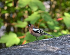 Fringilla coelebs coelebs