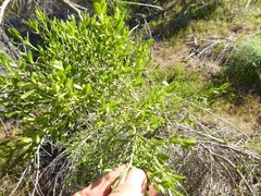 Baccharis pilularis