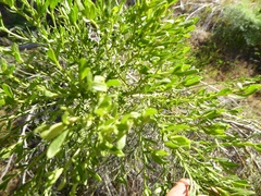 Baccharis pilularis