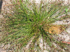 Bulbous Rush (Juncus bulbosus)