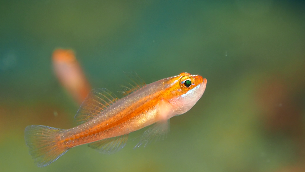 Erdmann's Pygmygoby