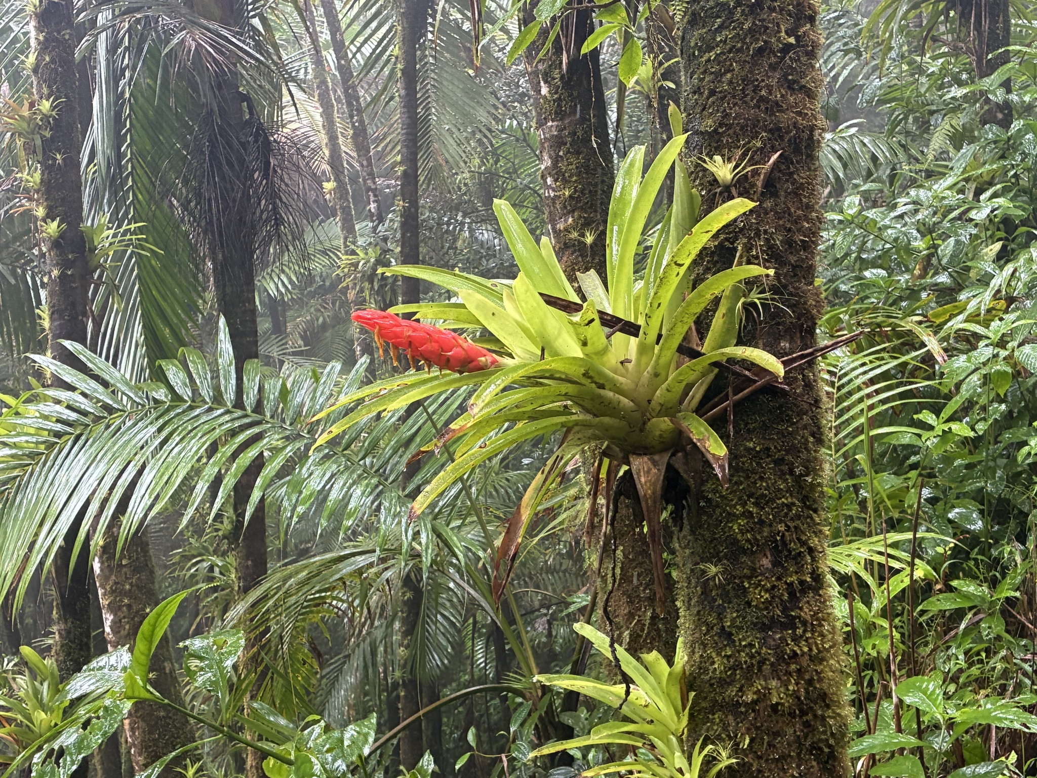 Bromelia