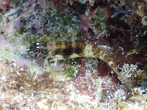 Goldline blenny (Malacoctenus aurolineatus) — Labrisomidae — 4