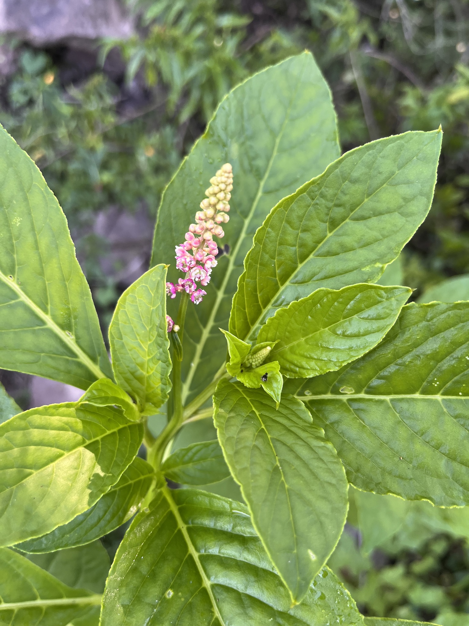 Phytolacca thyrsiflora