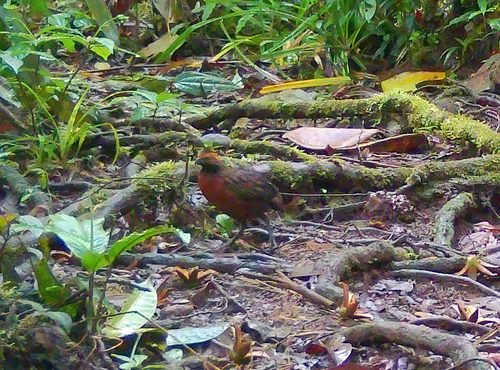 Rufous-fronted Wood Quail (Odontophorus erythrops)