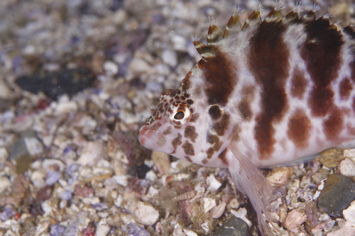 Blotched hawkfish (Cirrhitichthys aprinus) — Cirrhitidae