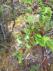 Metrosideros stipularis