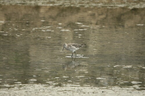 iNaturalist: (c) Homo Tichodromo, some rights reserved (CC BY-NC), uploaded by Homo Tichodromo iNaturalist image