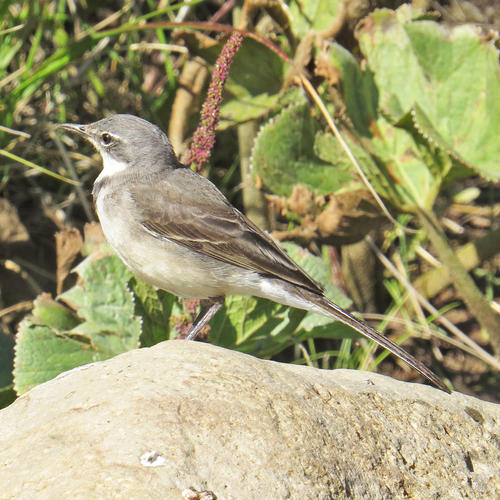 iNaturalist: (c) Deon van der Hoven, some rights reserved (CC BY-NC), uploaded by Deon van der Hoven iNaturalist image