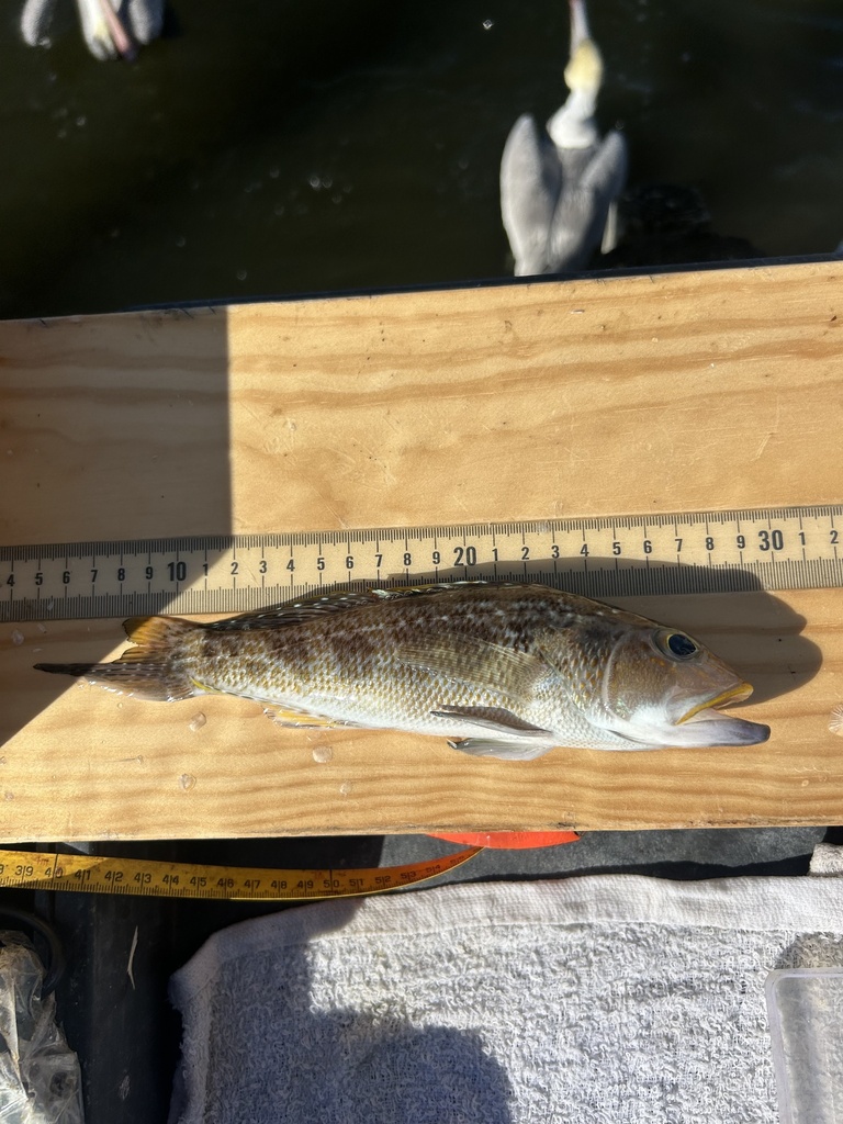 Cherne (Centropristis philadelphica) — Serranidae