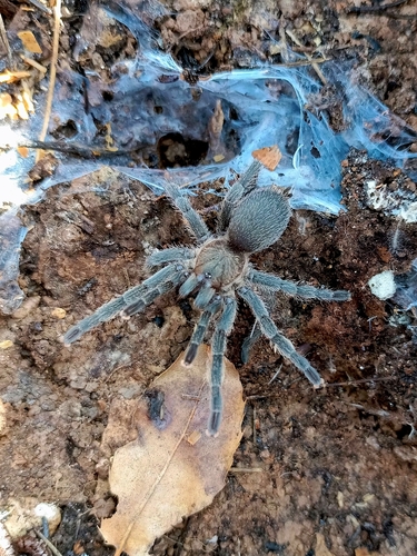 Middle East Black Tarantula