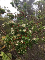 Metrosideros stipularis