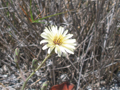 Tuberous Lettuce (Lactuca tuberosa)