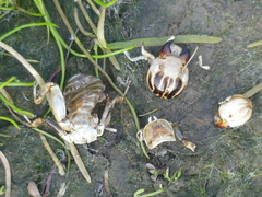 Ammopelmatus pictus