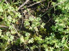 Alchemilla arvensis