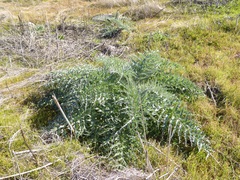 Cynara cardunculus