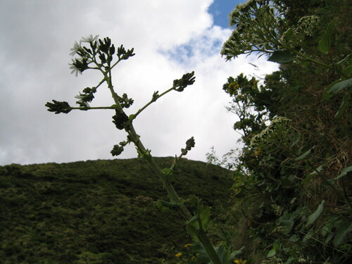 Azorean Lettuce (Lactuca watsoniana)