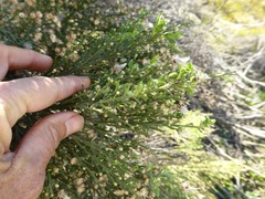 Baccharis pilularis