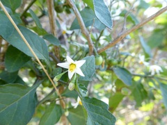 Solanum nigrum