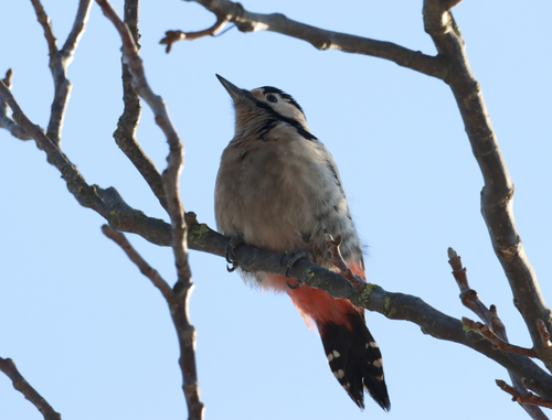Syrian Woodpecker, photo 5 of 7