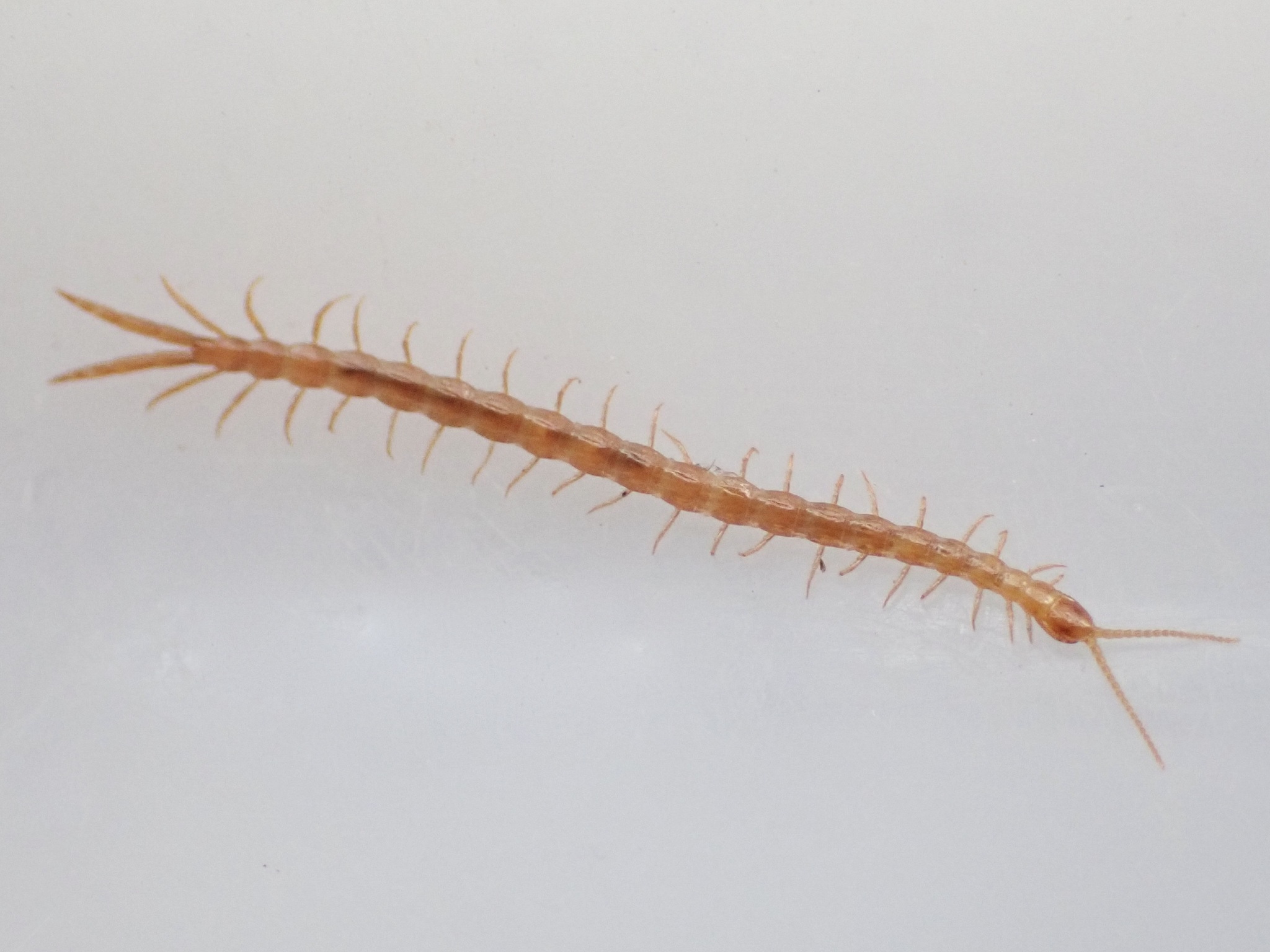Cryptops hortensis Donovan, 1810