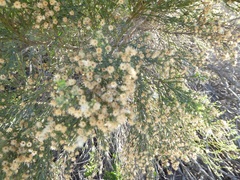 Baccharis pilularis