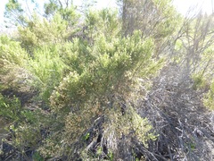 Baccharis pilularis