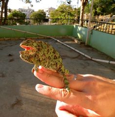 Chamaeleo chamaeleon recticrista