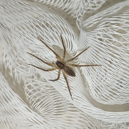Afropisaura rothiformis