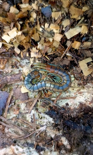 Mediterranean Banded Centipede