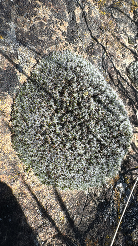 Grimmia Dry Rock Moss (Grimmia laevigata)